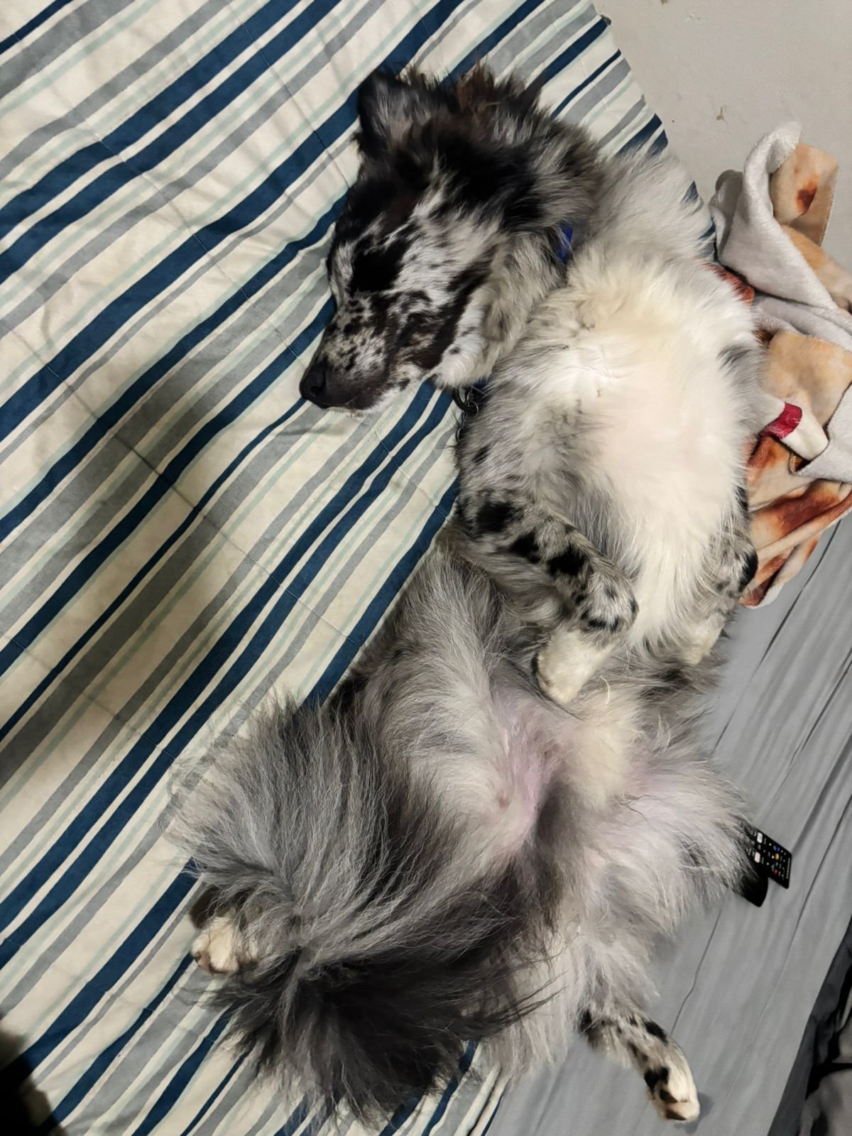 Bruno durmiendo
