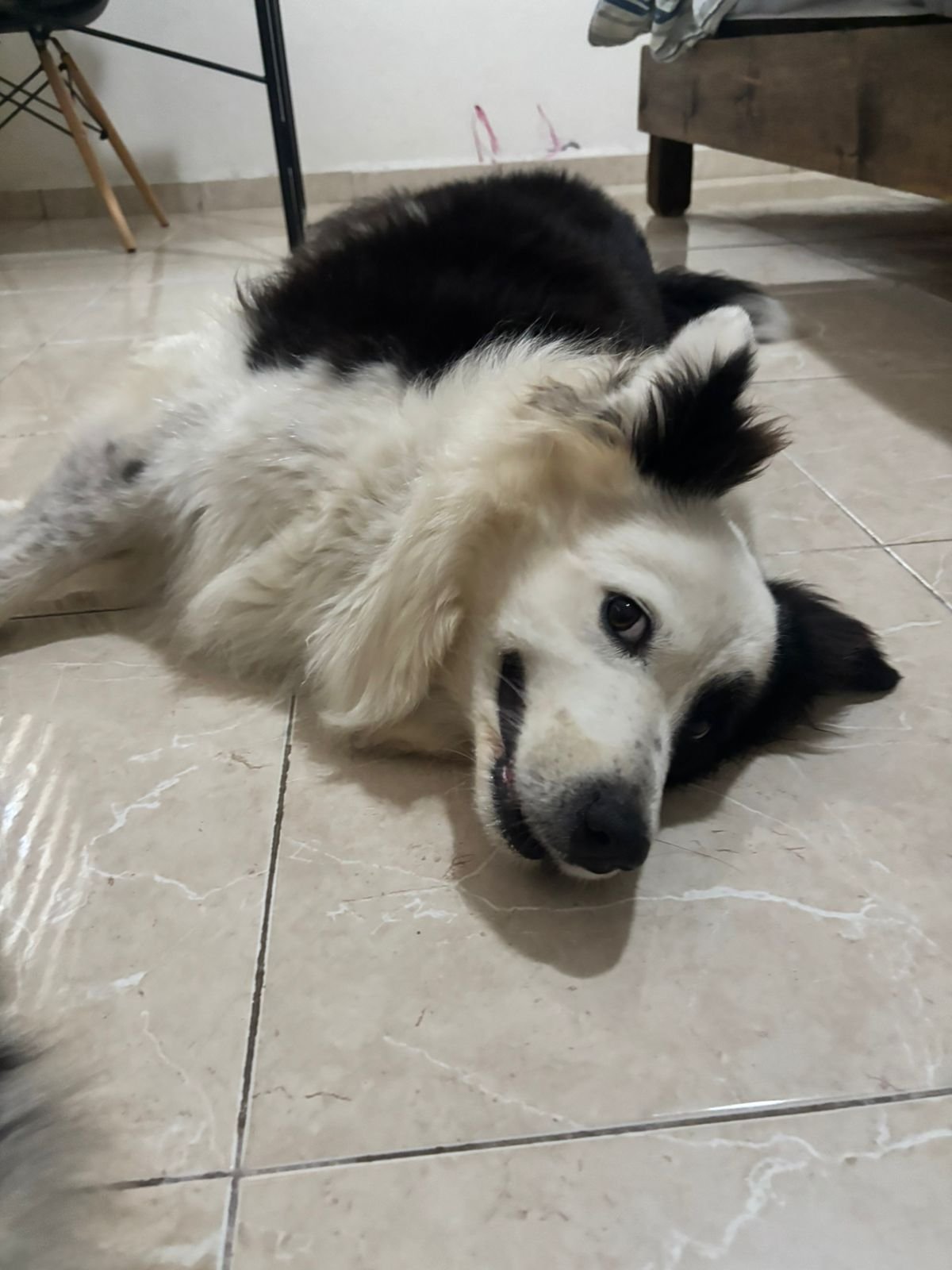 Nala