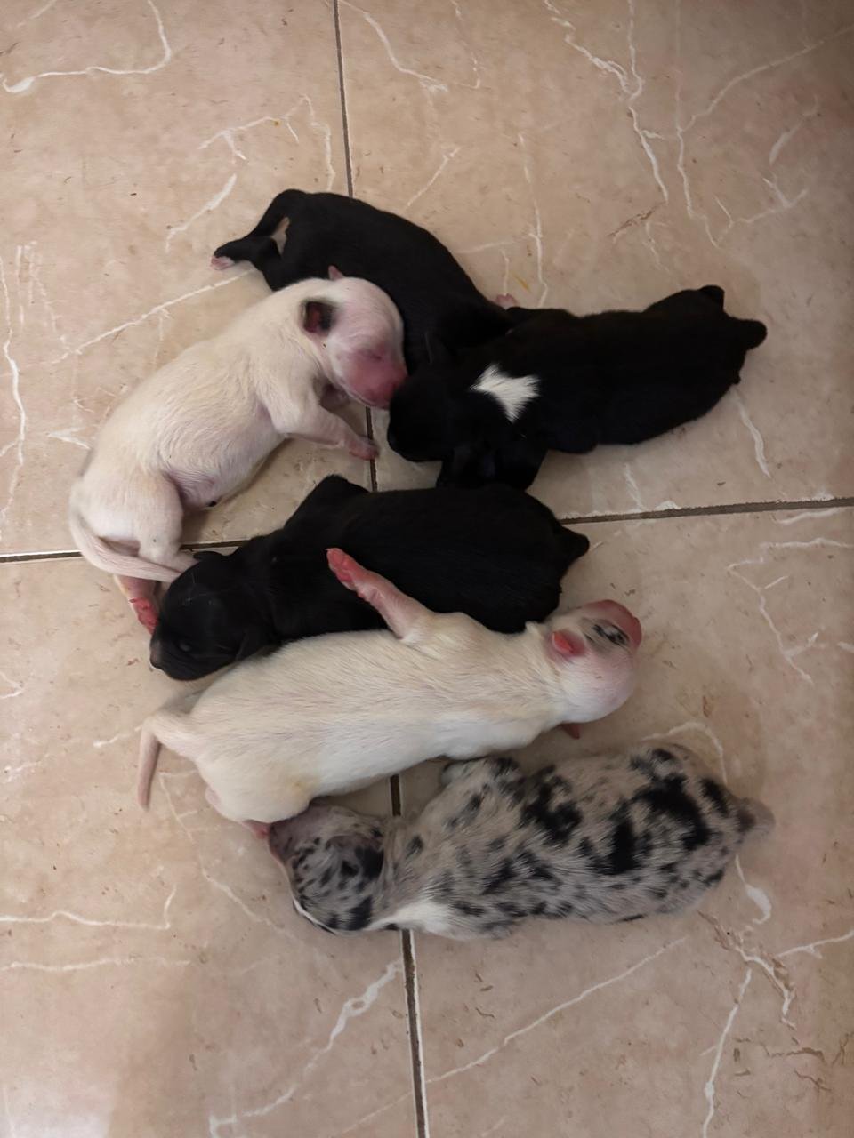 Recién Nacidos